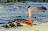Black-bellied Whistling- Duck