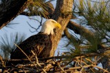 Bald Eagle 1089 - 2.jpg