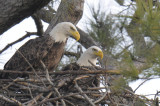 Bald Eagles