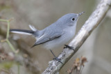 Blue-Gray Natcatcher