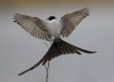 Fork-tailed Flycatcher