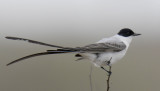 Fork-tailed Flycatcher