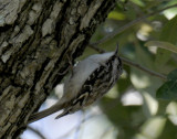 Brown Creeper