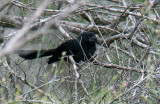 Grooved-billed Ani