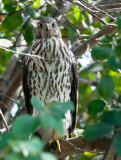 Coopers Hawk