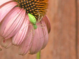 Green Bug on Coneflower