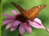 Gulf Fritilliary