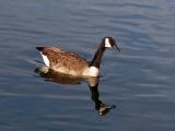 Canadian Goose in Iowa