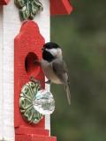 Chickadee