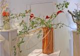 Anthurium Rose Bamboo