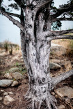 scarredtree.jpg