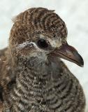 Indian Cuckoo 100% Crop