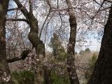 cherry blossoms minuteman 5.JPG