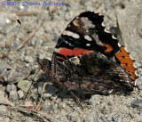 Vanessa Atalanta