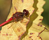 Sympetrum vicinum