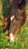 Nibbling the Grass