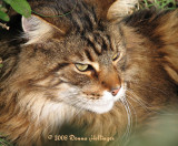 Maine Coon Cat, Augie