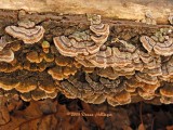 Turkey Tail Fungus