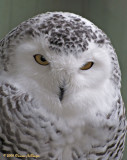 Snowy Owl