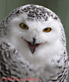 Female Snowy Owl