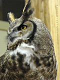 Great Horned Owl