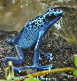 Blue Poison Dart Frog