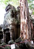 Giant Tree Roots At Ta Prom