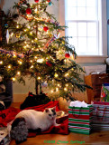 Ching sits under the Christmas Tree Every Year!