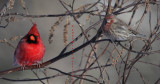 Male Cardinal and House Finch Waiting