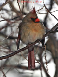 Female Cardinal Profile