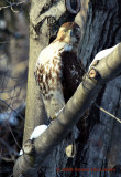 Red Tailed Hawk Spotted ME