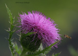 Thistle luring a beefly