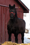 I have a Red Bridle