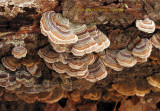 Turkey Tail Fungus