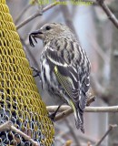 Pine siskin (Carduelis pinus)