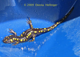 Ambystoma maculatum