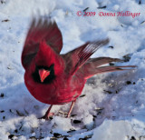 Cardinal Landing in Snow