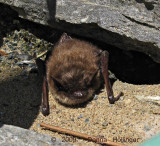 Little Brown Bat on the terrace