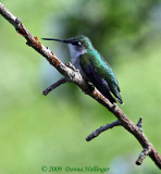 Female Hummingbird in The Apple Tree