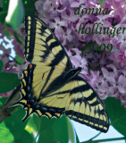 Tiger Swallowtail