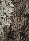 Mushroom Mycelia under Bark
