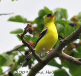 Goldfinch, Male