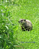 i spied a woodchuck just past the toolshed