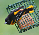 Baltimore Oriole