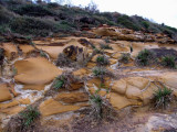 Sandstone and Shingle Vegetation