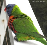 Rainbow Lorikeet Closer