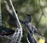 Two Wattles trying to take a bath!