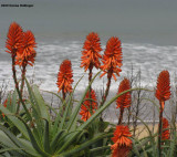 Orange Aloe Flowers