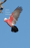 A Galah Flying