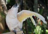 An Irrepressible Cockatoo